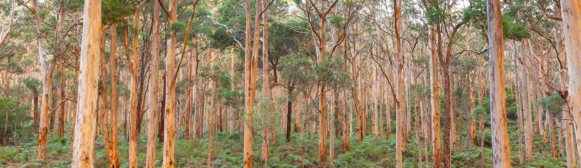 Regenr8 Biodiversity Solutions